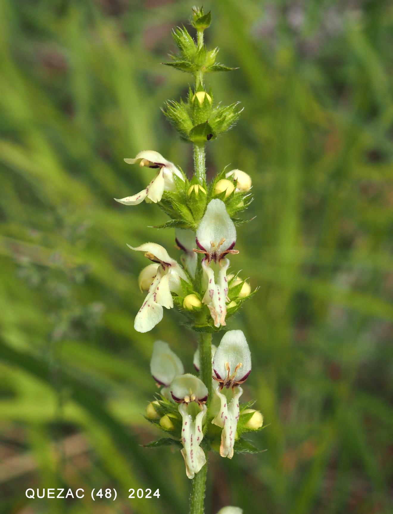 Woundwort, Yellow